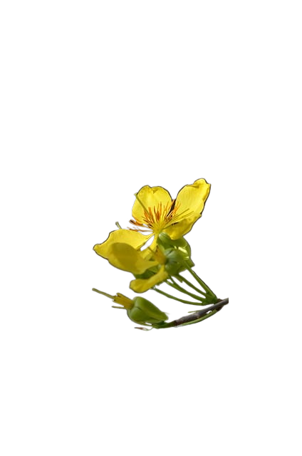 bee, flower wallpaper, beautiful flowers