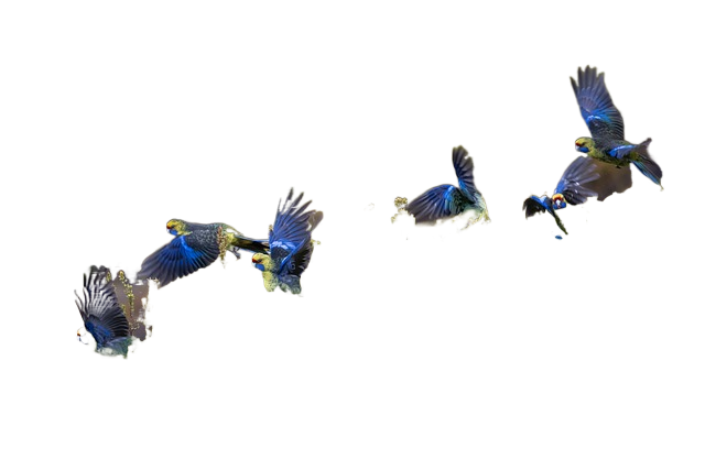 birds, parrot, green rosella 鸟、鹦鹉、绿罗塞拉