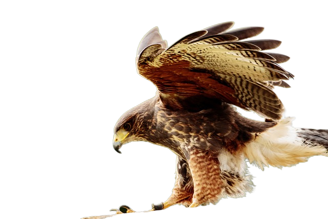 yellow billed kite, bird of prey, kite 黄色的风筝,猛禽,风筝