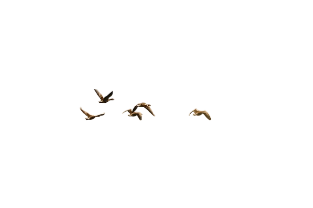 birds, flying, freedom 鸟,飞翔,自由