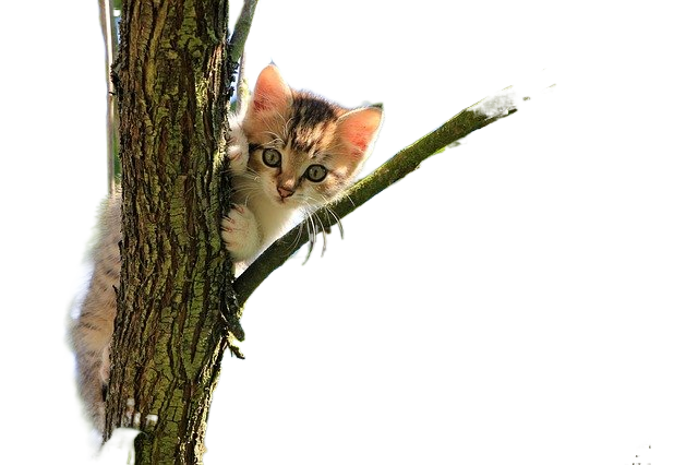 cat, kitten, tree 猫,小猫,树
