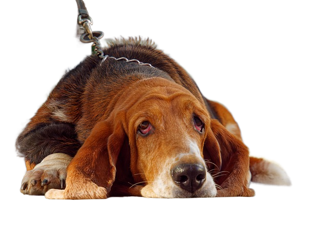 dog, basset hound, bloodhound 狗,猎犬侦探犬
