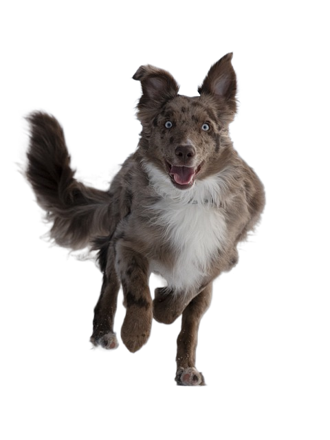 dog, australian shepherd, run