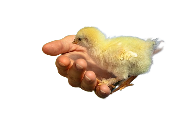 chick, chicken, hand 小鸡鸡,手