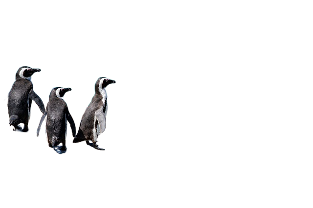 penguins, shore, beach 企鹅、海岸、海滩