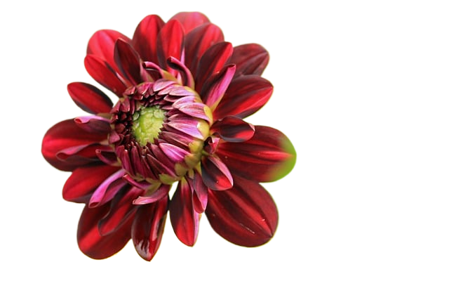 dahlia, flower, plant