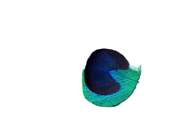 peacock feather, peacock, structure