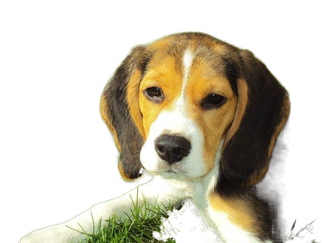 beagle puppy, beagle, hound 小猎犬小狗,小猎犬,猎犬