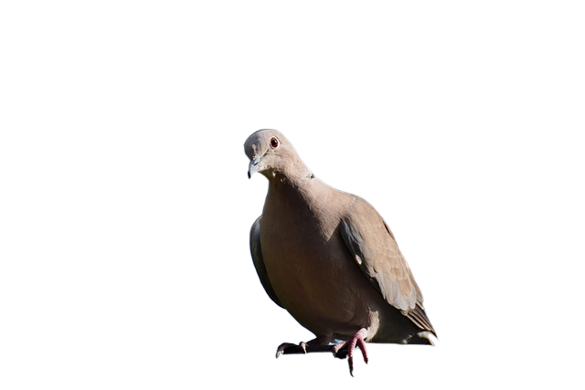 turkey pigeon, collared pigeon, bird 土耳其的鸽子,成卷的鸽子,鸟