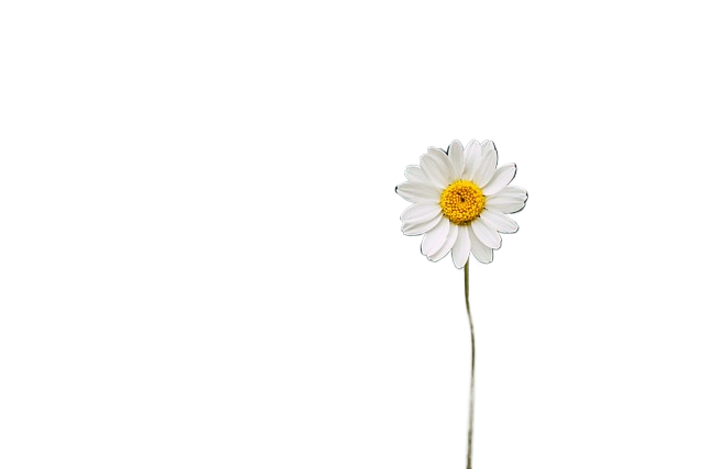 daisy, flower, lake