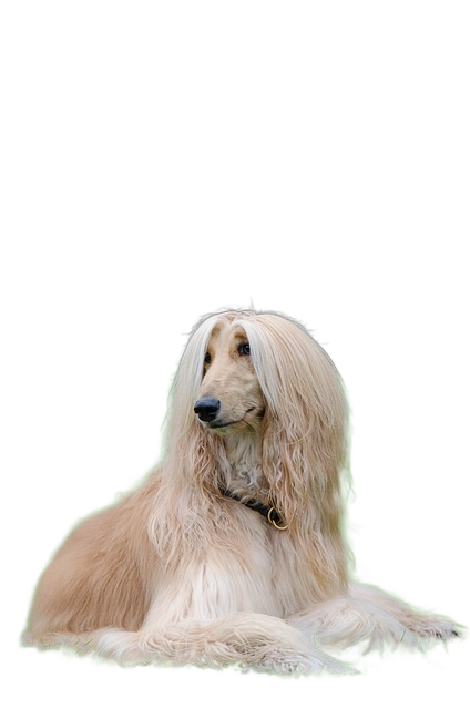 afghan, greyhound, afghan hound 阿富汗,灰狗,阿富汗猎犬
