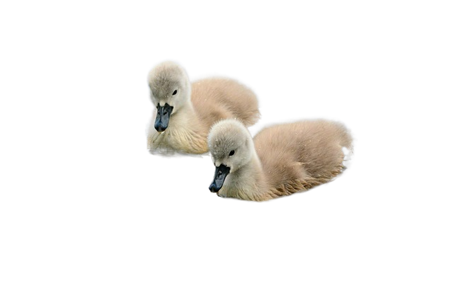 cygnet, swanling, swan