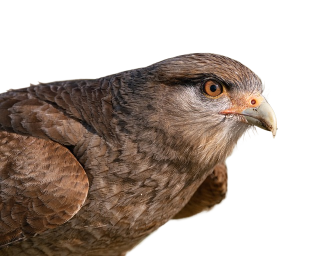 wild bird, hawk, chimango caracara
