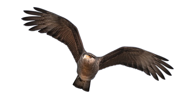 hawk, flying bird, wild birds 鹰,飞翔的鸟,野生鸟类