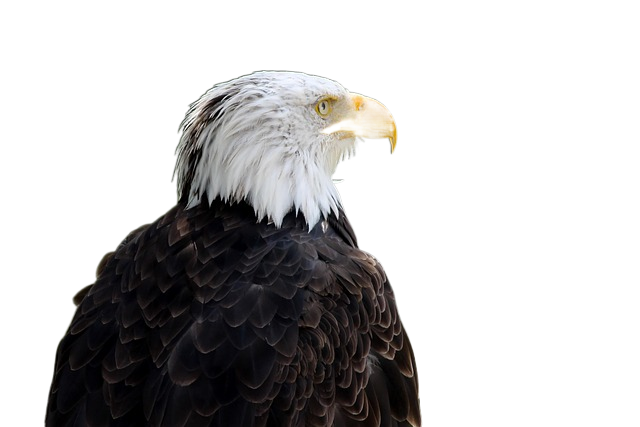 bird, bald eagle, ornithology 鸟,秃鹰,鸟类