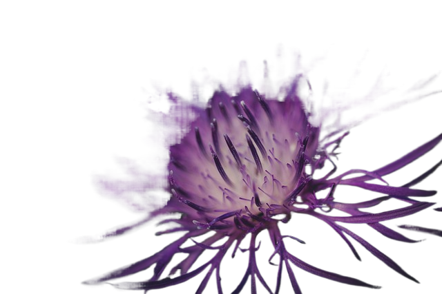 purple flower, macro, nature