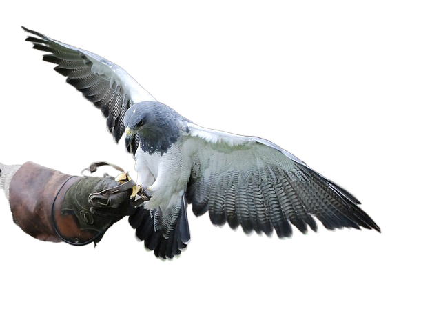 raptor, bird, training 猛禽,鸟,培训