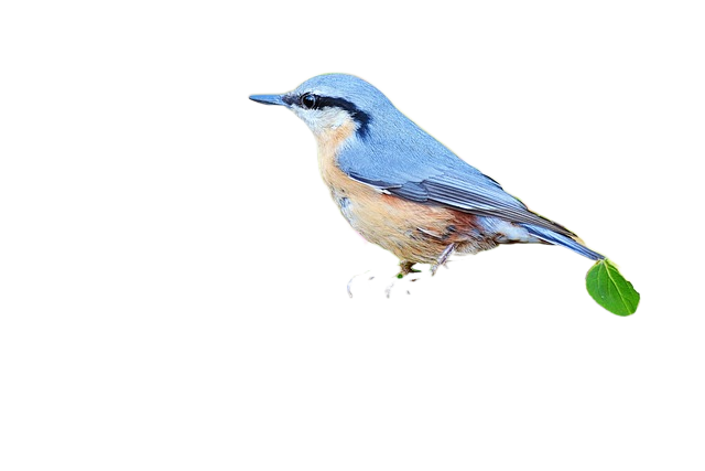 bird, branch, perched 鸟,分支,栖息