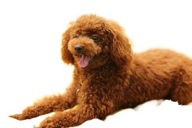 dog, puppy, poodle 狗,狗,贵宾犬