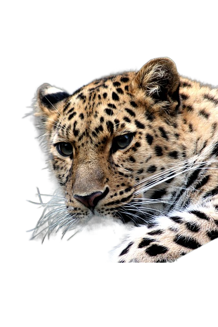 cheetah, cat, feline 猎豹,猫,猫