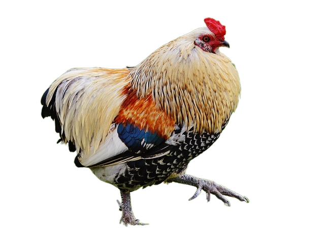 chicken, bird, landfowl 鸡,鸟,landfowl