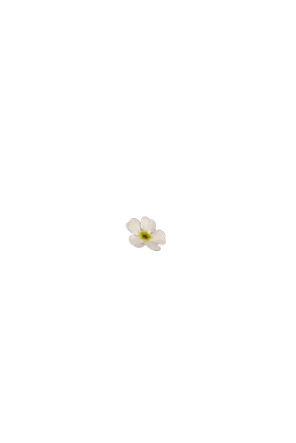 flowers, flower wallpaper, bloom