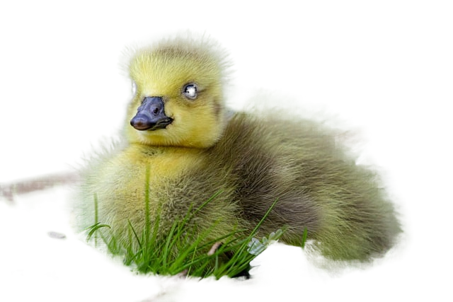 gosling, chick, bird