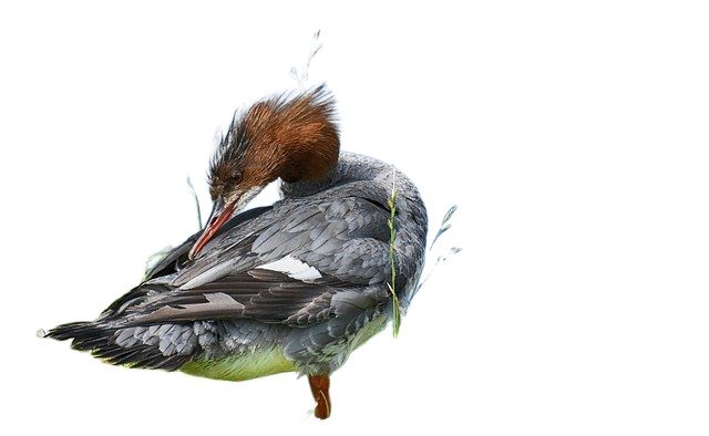seaduck, common merganser, animal 普通秋沙鸭,seaduck动物