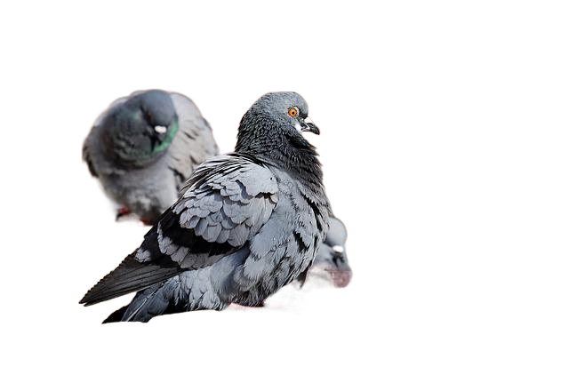 pigeons, birds, perched 鸽子、鸟类栖息