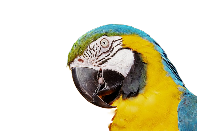 parrot, yellow macaw, bird 斯皮克斯金刚鹦鹉,鹦鹉,黄色的鸟
