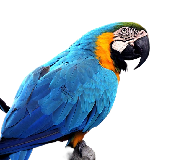 macaw, bird, animal 金刚鹦鹉,鸟类,动物
