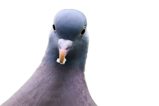 wood pigeon, dove, columba palumbus 木头鸽子,鸽子,鸽属palumbus