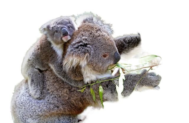 koalas, animals, wildlife 考拉,动物,野生动物