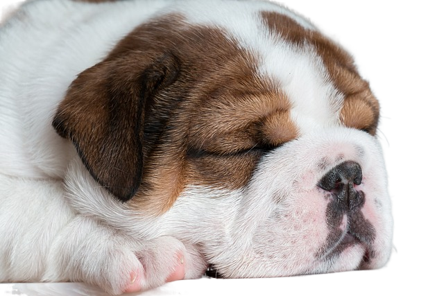 dog, puppy, pet 狗,狗,宠物