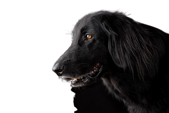 animal, dog, pet