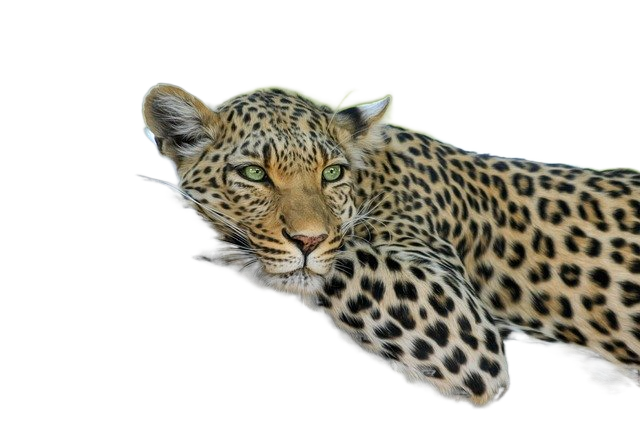 leopard, animal, safari 豹,动物,狩猎