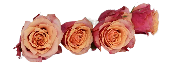 roses, beautiful flowers, flowers