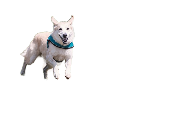 dog, run, fun 狗,运行,有趣