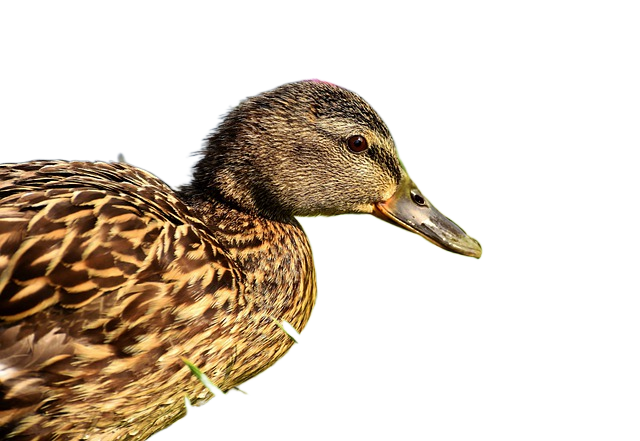 duck, bird, mallard 鸭子,鸟,野鸭