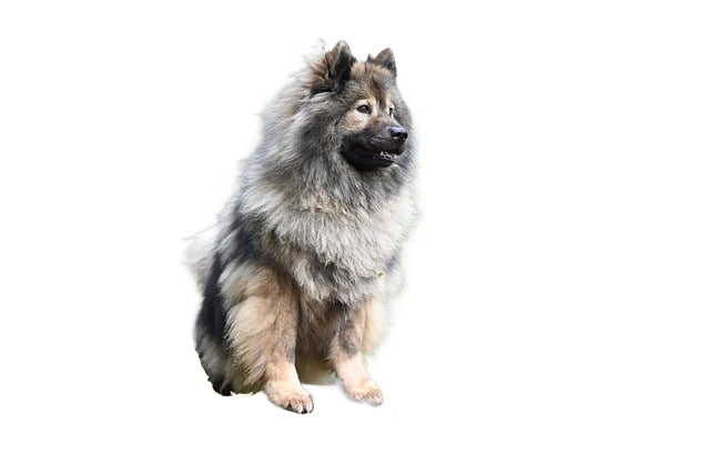 dog, eurasier, eurasier plinn
