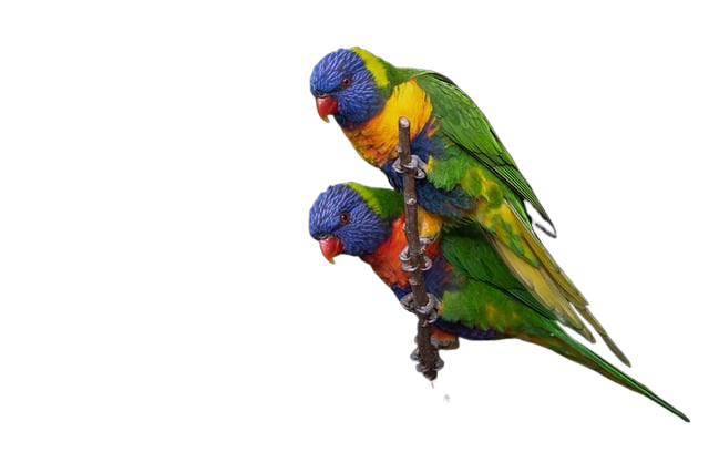 rainbow lorikeet, parrot, bird