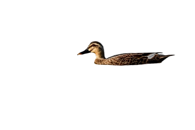spot-billed ducks, animal, lake