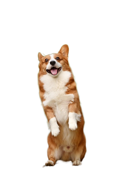 dog, pet, corgi 狗,宠物,小狗