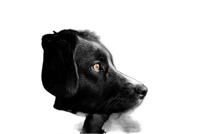 animal, dog, pet 动物,狗,宠物