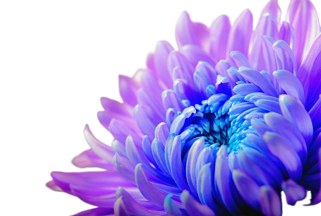 chrysanthemum, flower, plant