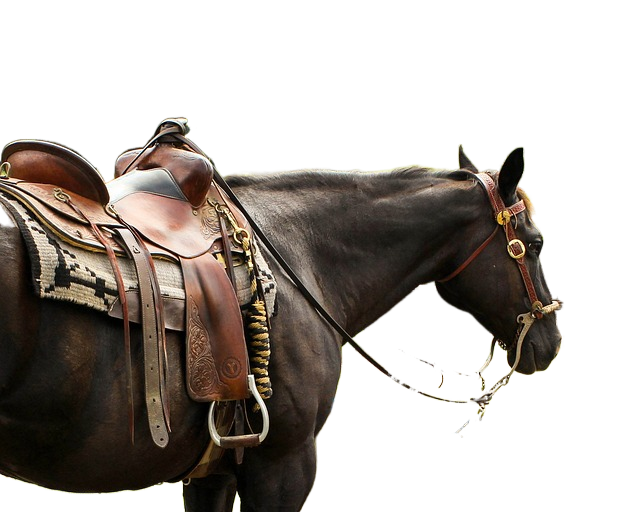 horse, western saddle, pomel 马,西方马鞍,球形顶饰