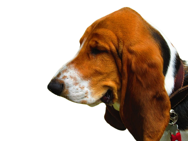 basset hound, dog, mascot