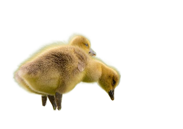 geese, goslings, birds 幼鹅,鹅鸟