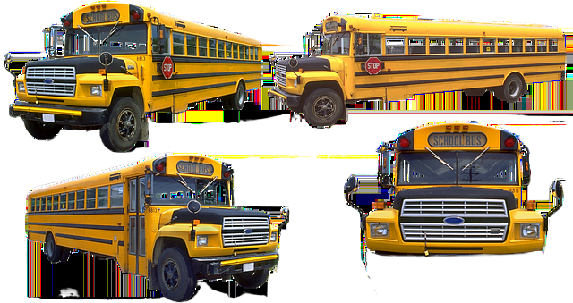 school bus, bus, school