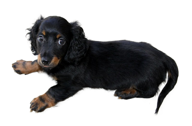 long hair, dachshund, puppy 长头发,腊肠,小狗